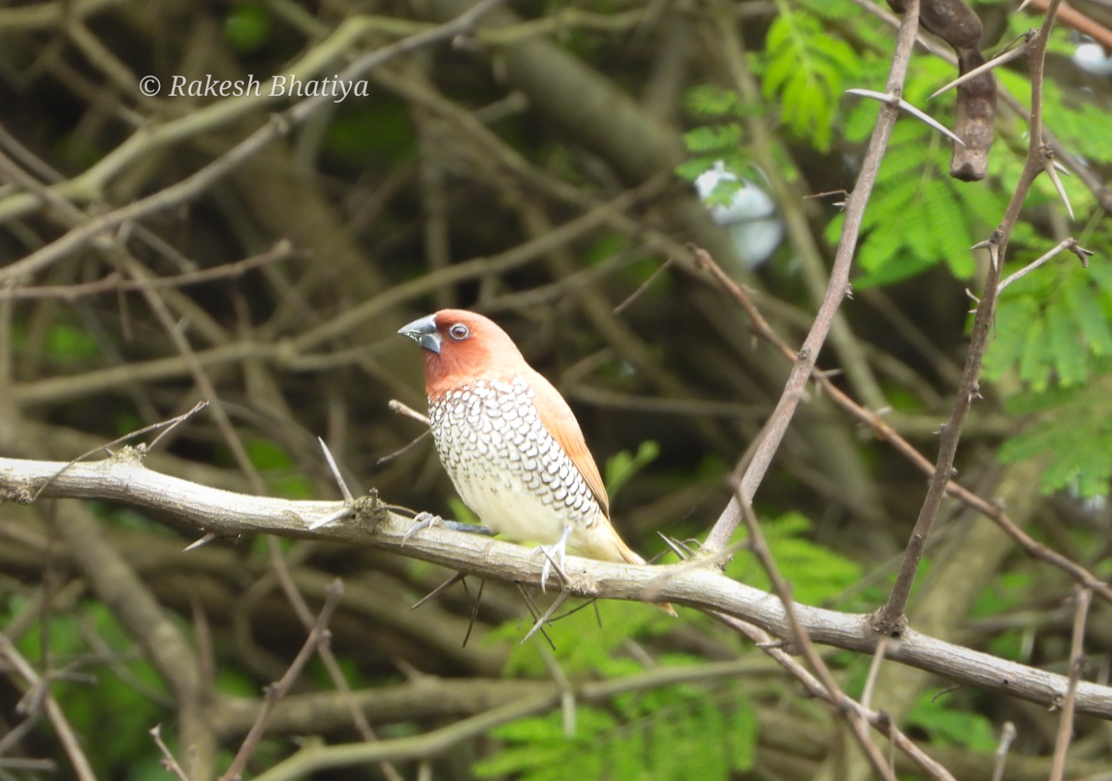 Scaly-breasted Munia